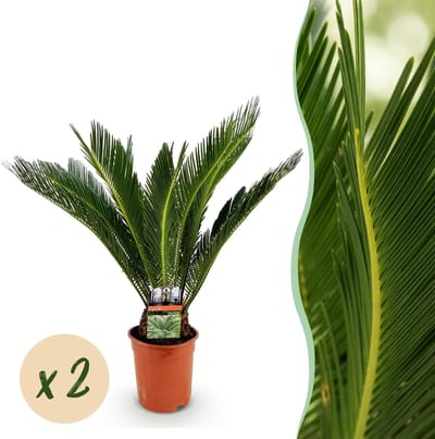 Green boutiQ - Kamerplant - Cycas revoluta - Palmvaren - Weinig onderhoud - Groen - 2 - Pot 17cm - Hoogte 55-65cm