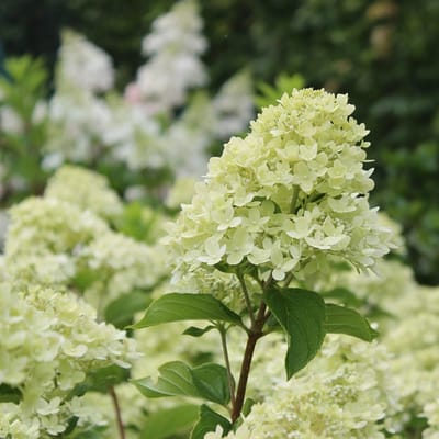 Pluimhortensia - Hydrangea paniculata 'Little Lime'® 30-40 cm