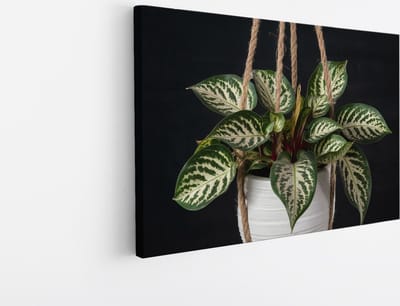 Saammp Canvas Schilderij - Hangplant - Natuur - Abstract - 30x20 - Foto op canvas - Wanddecoratie - Muurdecoratie Woonkamer - Kantoor Decoratie