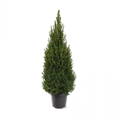 Arbustes de haie - Un ensemble 1 - Picea glauca Perfecta - (3L) 40-50 cm