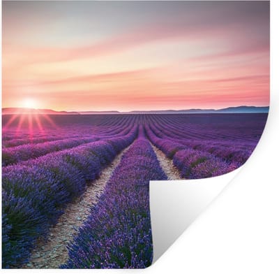 Muurstickers - Sticker Folie - Lavendel - Paars - Bloemen - 100x100 cm - Plakfolie - Muurstickers Kinderkamer - Zelfklevend Behang XXL - Zelfklevend behangpapier - Stickerfolie