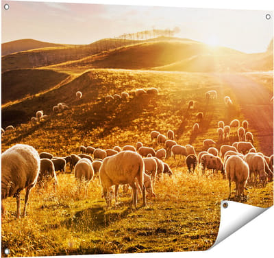 Gards Tuinposter Schapen in de Heuvels bij Zonsondergang - 100x80 cm - Tuindoek - Tuindecoratie - Wanddecoratie buiten - Tuinschilderij