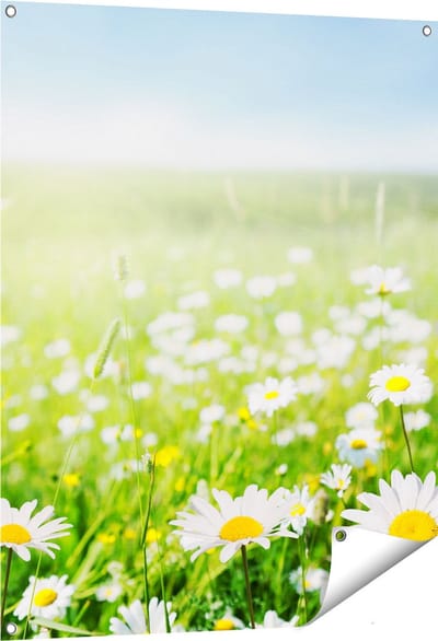 Gards Tuinposter Bloemenveld van Madeliefjes - Bloemen - 80x100 cm - Tuindoek - Tuindecoratie - Wanddecoratie buiten - Tuinschilderij