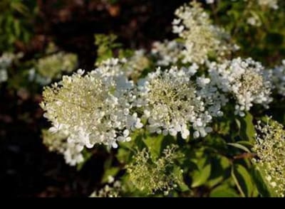 Hydrangea pan. 'Phantom' - Pluimhortensia 40- 50 cm in pot