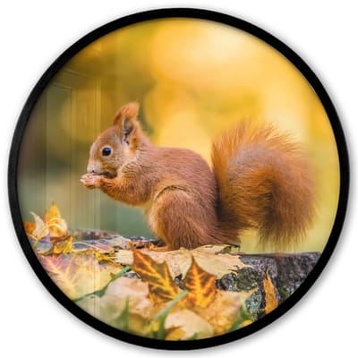 Poster in lijst Rond - Fotolijst 40x40 cm - Posters - Eekhoorn - Herfst - Bosdieren - Herfstbladeren - Bos - Ronde posterlijst zwart - Decoratie - Wanddecoratie woonkamer - Muurdecoratie slaapkamer