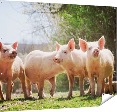 Gards Tuinposter Groep Jonge Varkens - 150x120 cm - Tuindoek - Tuindecoratie - Wanddecoratie buiten - Tuinschilderij