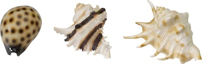 Ebi Decor Zeeschelpen 8.5-10 cm Assorti