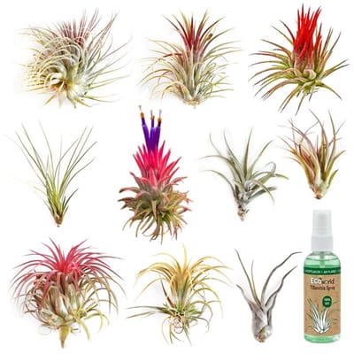 vdvelde.com - Tillandsia luchtplanten set 10 stuks - Luchtplanten onderhoudsvriendelijk zonder aarde - Incl. Tillandsia spray - Voor decoratie & interieur