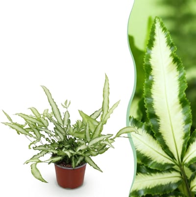 Green boutiQ - Kamerplant - Pteris cretica Albolineata - Lintvaren - Huisdiervriendelijke Plant - Groen - 1 Plant - Pot 12cm - Hoogte 20cm