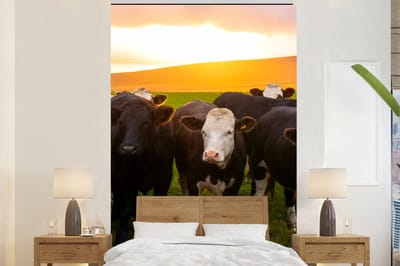 Behang - Fotobehang Koeien - Heuvels - Zonsondergang - Gras - Groen - Breedte 155 cm x hoogte 240 cm