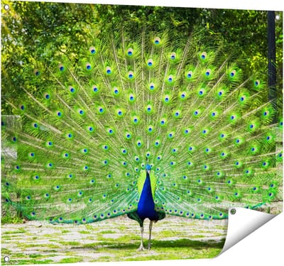 Gards Tuinposter Pauw met Grote Kleurrijke Veren - 100x80 cm - Tuindoek - Tuindecoratie - Wanddecoratie buiten - Tuinschilderij