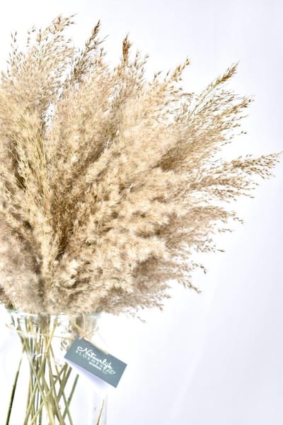 Pampas Pluimen - Fluffy - 20 stuks - Droogbloemen boeket - 70 cm - Natuurlijk Bloemen