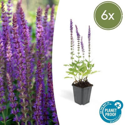 Trendyplants - Salvia Nemorosa 'Ostfriesland' - 6 stuks - Salie - Winterhard - Hoogte 10-25cm - Potmaat Ø9cm