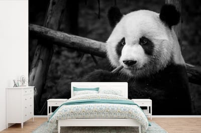 Behang - Fotobehang Panda die op bamboe kauwt in het zwart-wit - Breedte 450 cm x hoogte 300 cm