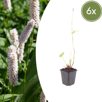 Tuinplantenshop.com | Persicaria bistorta 'Superba' | 6 stuks - Ø9cm - 10-25cm hoog - Tuinplant