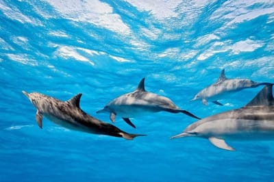 Fotobehang - Dolphins 375x250cm - Vliesbehang