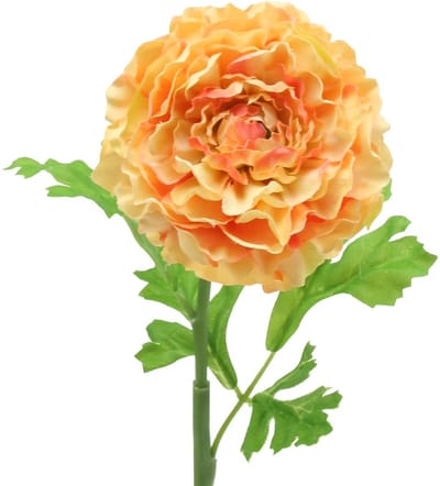 Ranunculus zalm H45cm