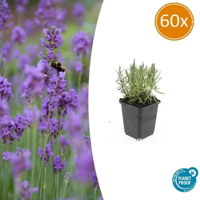 Lavendel ‘Munstead’ 60 maal – Compacte & Geurige Lavendelplant - 10-25cm hoog
