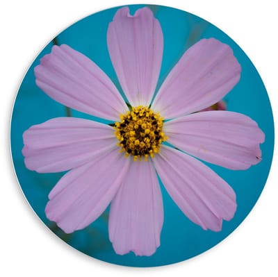 Forex Wandcirkel - Roze fleurige Bloem - 80x80cm Foto op Wandcirkel (met ophangsysteem)