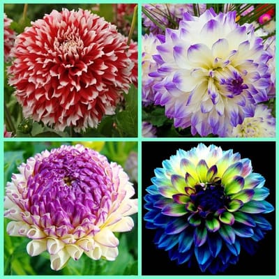 Zinnia,Rizoma di Zinnia,zinnia bulbi,Bulbi di dalia,Mix,piantato in autunno,fiorisce in estate,misto,i fiori sono enormi,dai colori vivaci,adatti per essere piantati in vasoin o giardini