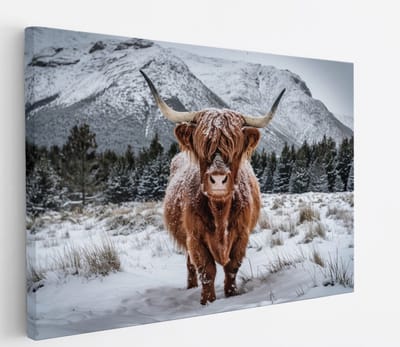 Saammp Canvas Schilderij Schotse Hooglander Koe in de wei - Dieren - Natuur - 60x40 - Foto op canvas - Wanddecoratie - muurdecoratie Woonkamer - Slaapkamer decoratie - Canvas Print