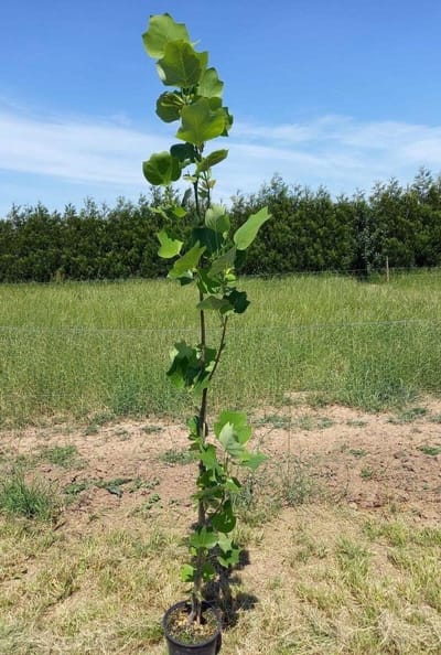 Jonge Zuilvormige Tulpenboom | Liriodendron tulipifera 'Fastigiatum' | 150-200cm hoogte