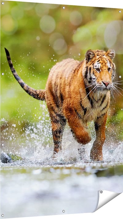 Gards Tuinposter Tijger Loopt in het Water - 100x150 cm - Tuindoek - Tuindecoratie - Wanddecoratie buiten - Tuinschilderij