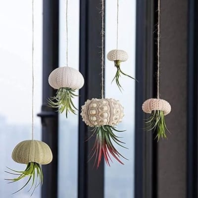 Decoratieve Hangende Plant Pot Set van 5 Stuks, Zeester en Zee-egel Ontwerpen, Modern en Uniek voor Luchtplanten