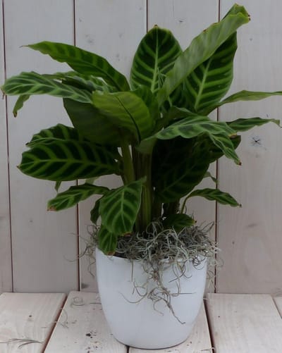 Calathea groen blad witte pot 40 cm