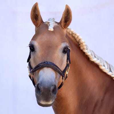 Leren halster voor paard Bridlery Eternity Warmblut