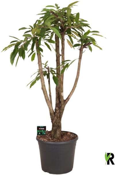 Ficus binnendijkii Amstel King vertakt 150 cm - Kamerplant - Potmaat Ø35 cm