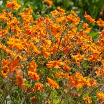 Oranje nagelkruid (Geum Coccineum) - Borisii - Nagelkruid - Snijbloemen - Vaste planten - bloeit in Mei / Juni / Juli