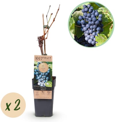 Green boutiQ - Fruitplant - Vitis vinifera Regent - Druivenplant - Geent - Blauwe Druif - 2 Planten - Pot 15cm - Hoogte 50cm