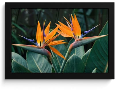Poster in lijst - Fotolijst 30x20 cm - Posters - Paradijsvogel - Bloem - Exotisch - Posterlijst zwart - Decoratie - Wanddecoratie woonkamer - Muurdecoratie slaapkamer