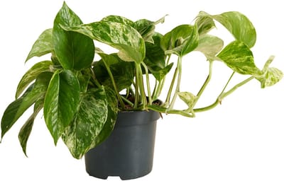 Bloomique - Epipremnum Marble Queen - Hangplant - Ook geschikt als Klimplant - Kamerplanten - Luchtzuiverend - Gemakkelijk in onderhoud - Hoogte 15-20 cm - Pot 12 cm