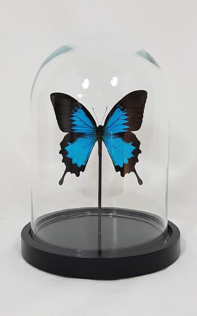1 opgezette papilio ulysses ulysses in glazen stolp.