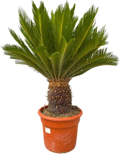 Cycas Revoluta - 110cm