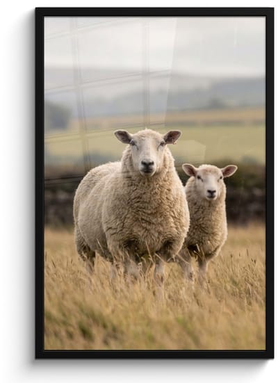 Poster in lijst - Fotolijst 60x90 cm - Posters - Schapen - Weidenlandschap - Heuvels - Posterlijst zwart - Decoratie - Wanddecoratie woonkamer - Muurdecoratie slaapkamer