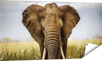Gards Tuinposter Olifant in het Wild - Kleur - 120x60 cm - Tuindoek - Tuindecoratie - Wanddecoratie buiten - Tuinschilderij