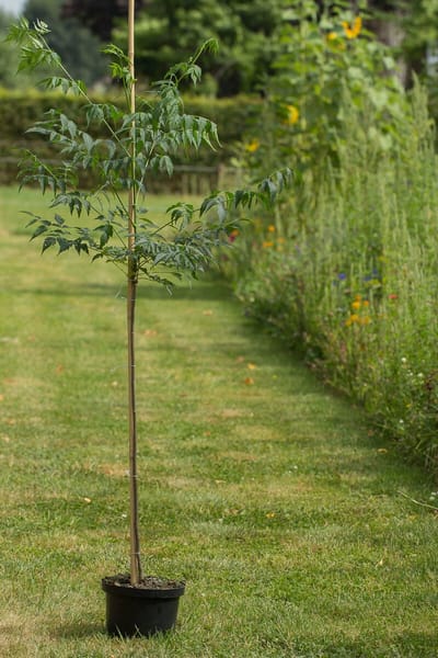 Jonge Indische sering boom | Melia azadarach | 150-200cm hoogte