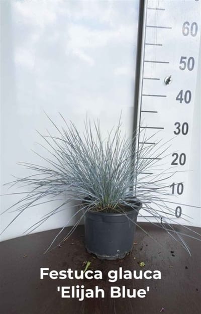 Plants Online - Tuinplanten - Siergrassen - Set van 1 - Festuca glauca 'Elijah Blue' - 2 liter pot - Plant