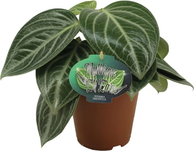 Plantenboetiek.nl | Peperomia Sarcophylla - Ø15cm - 25cm hoog - Kamerplant - Groenblijvend - Cactus & Vetplanten