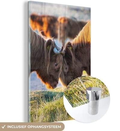 MuchoWow® Glasschilderij 120x180 cm - Schilderij acrylglas - Schotse Hooglanders - Dieren - Zon - Foto op glas - Schilderijen