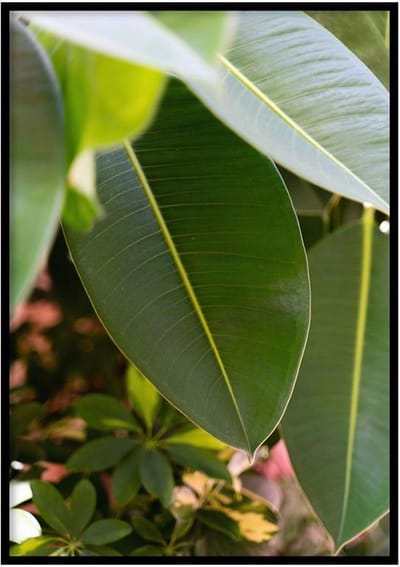Poster Ficus - 50x70 cm - Natuur Poster - WALLLL
