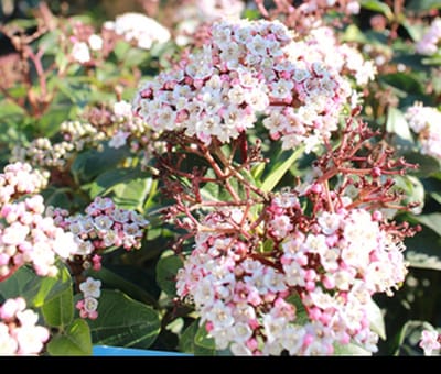 Viburnum tinus 'Lisa Rose'® - Sneeuwbal 25- 30 cm in pot