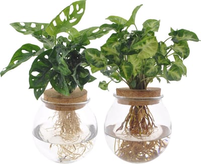 Plantenboetiek.nl | Bolglas Duo | 2 Stuks - Ø12cm - 12-30cm hoog - Kamerplant - Groenblijvend - Multideal