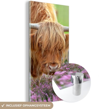 MuchoWow® Glasschilderij 20x40 cm - Schilderij acrylglas - Schotse Hooglander - Paars - Bloemen - Foto op glas - Schilderijen