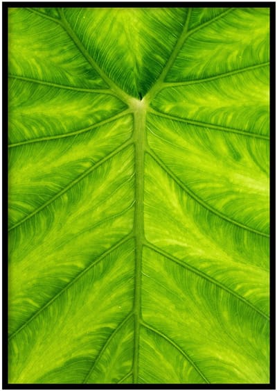 Poster Olifantsoor blad- 30x40cm met Fotolijst – Natuur Poster – Ingelijst