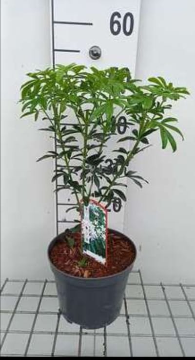 Choisya tern. 'Greenfingers'® - Mexicaanse Oranjebloesem 25- 30 cm in pot