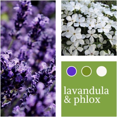 Planten Mix Lavandula & Phlox paniculata - Vaste planten - Bijen-Vlinders - Snijbloemen - Geurend - Groenblijvend